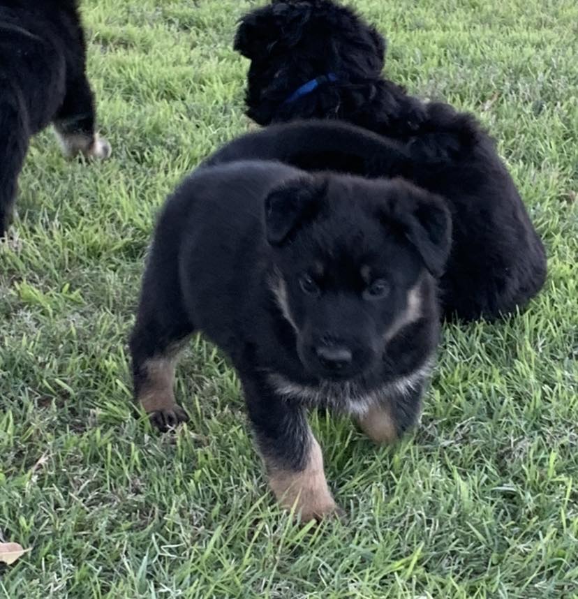 Sandstone Ranch German Shepherds | Gainesville TX