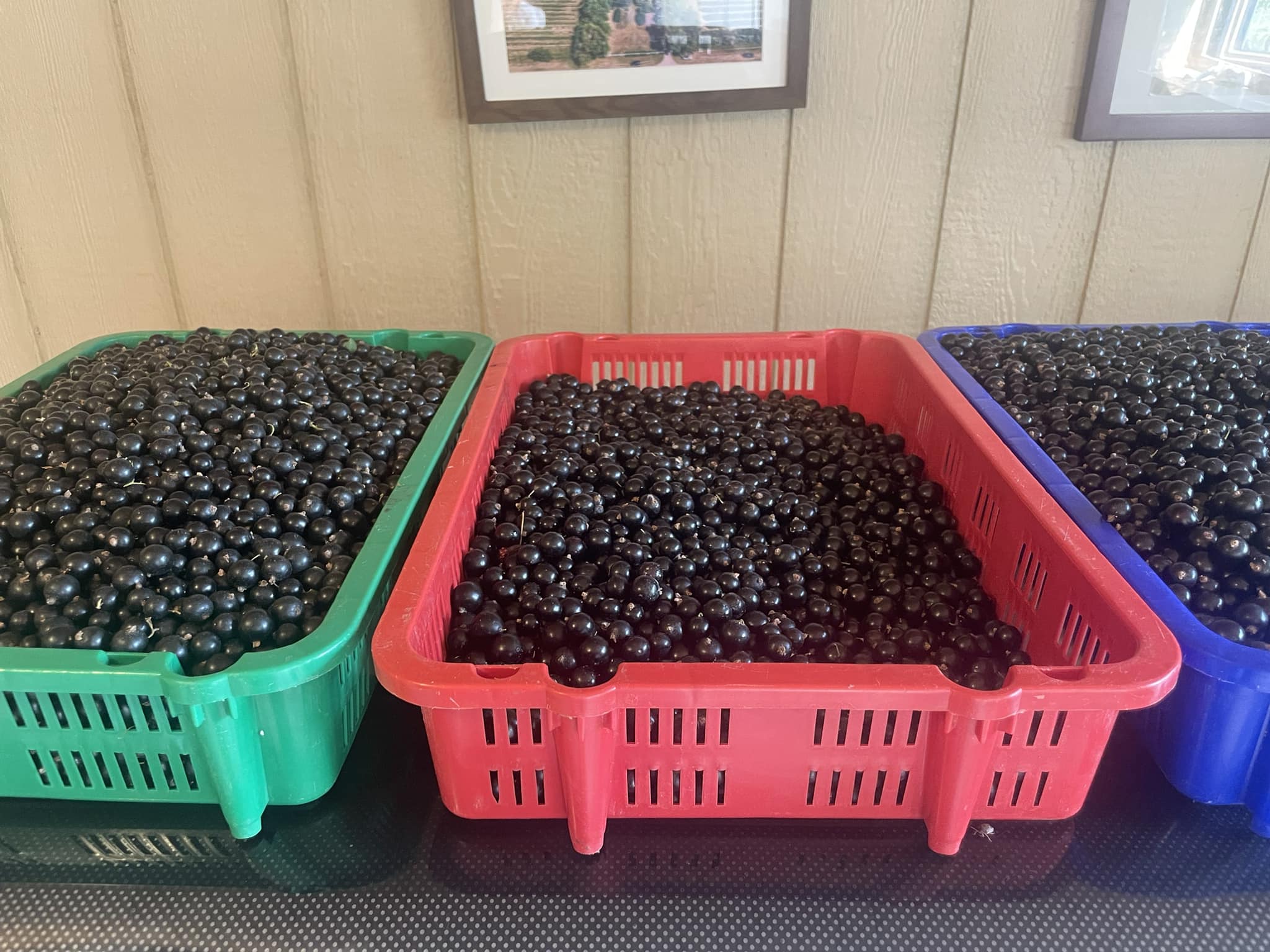 Rhodes' Raspberries and Black Currants | Saskatoon SK