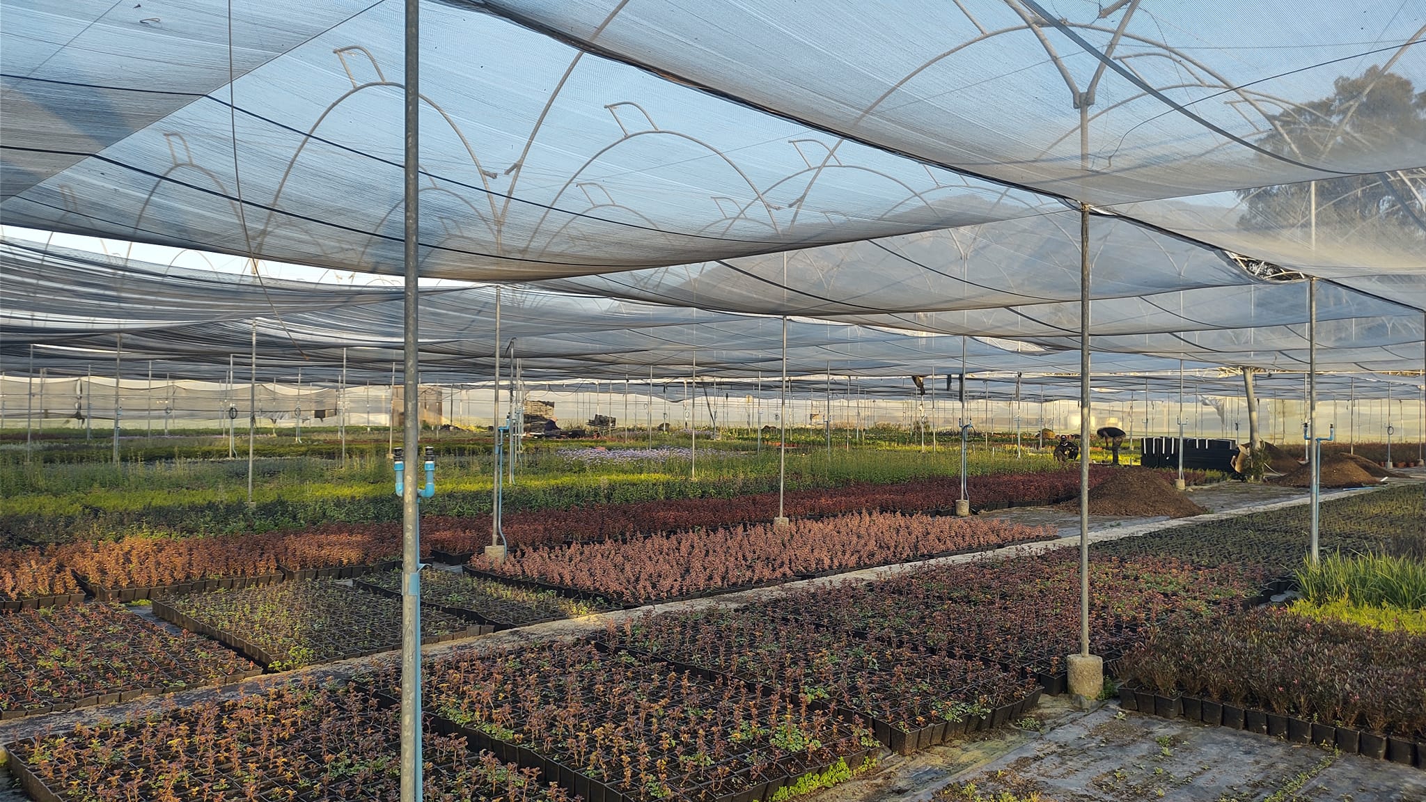 Algunos objetivos de Multiplant se... - Vivero Multiplant