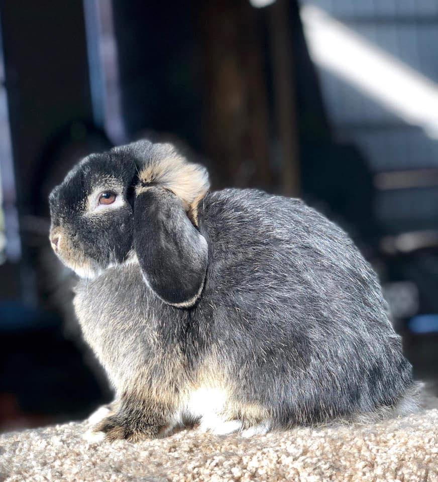 All about Rabbit and Cavy in Alaska | Facebook