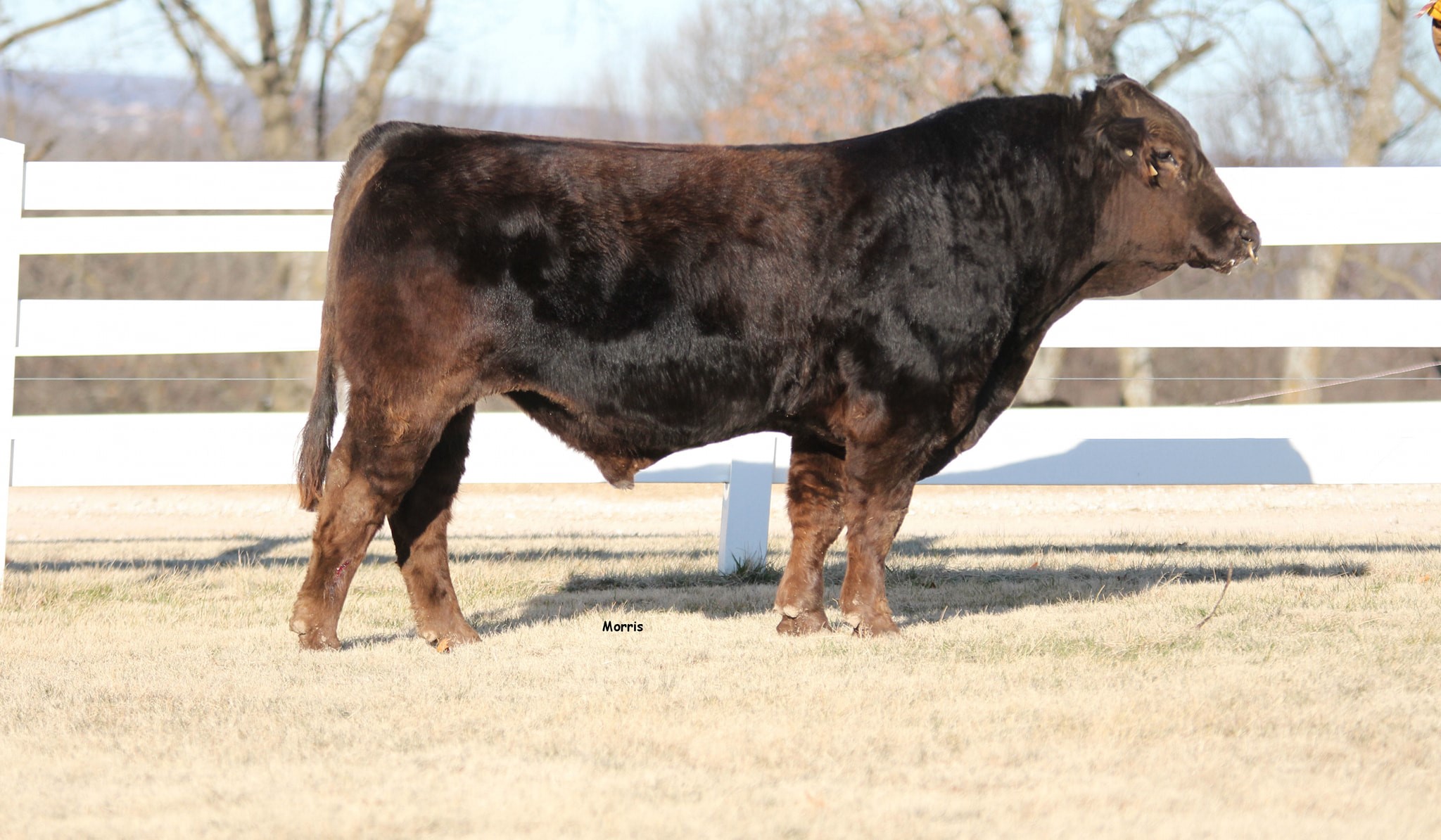 The updated picture of Mr. DLT 737... - Quail Pass Genetics | Facebook
