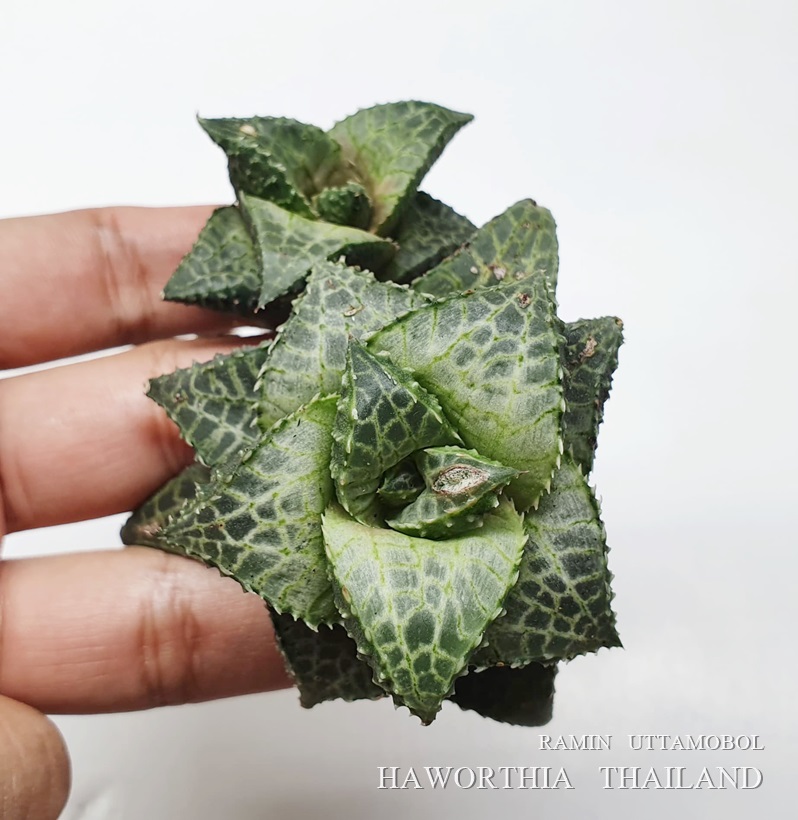 吹 雪 'Fubuki' ถ้าพูดถึงกลุ่ม... - Haworthia Thailand | Facebook
