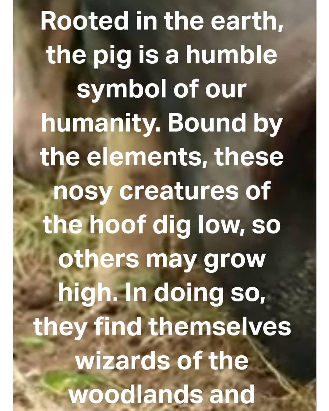 The Rooted Pig | Apex NC