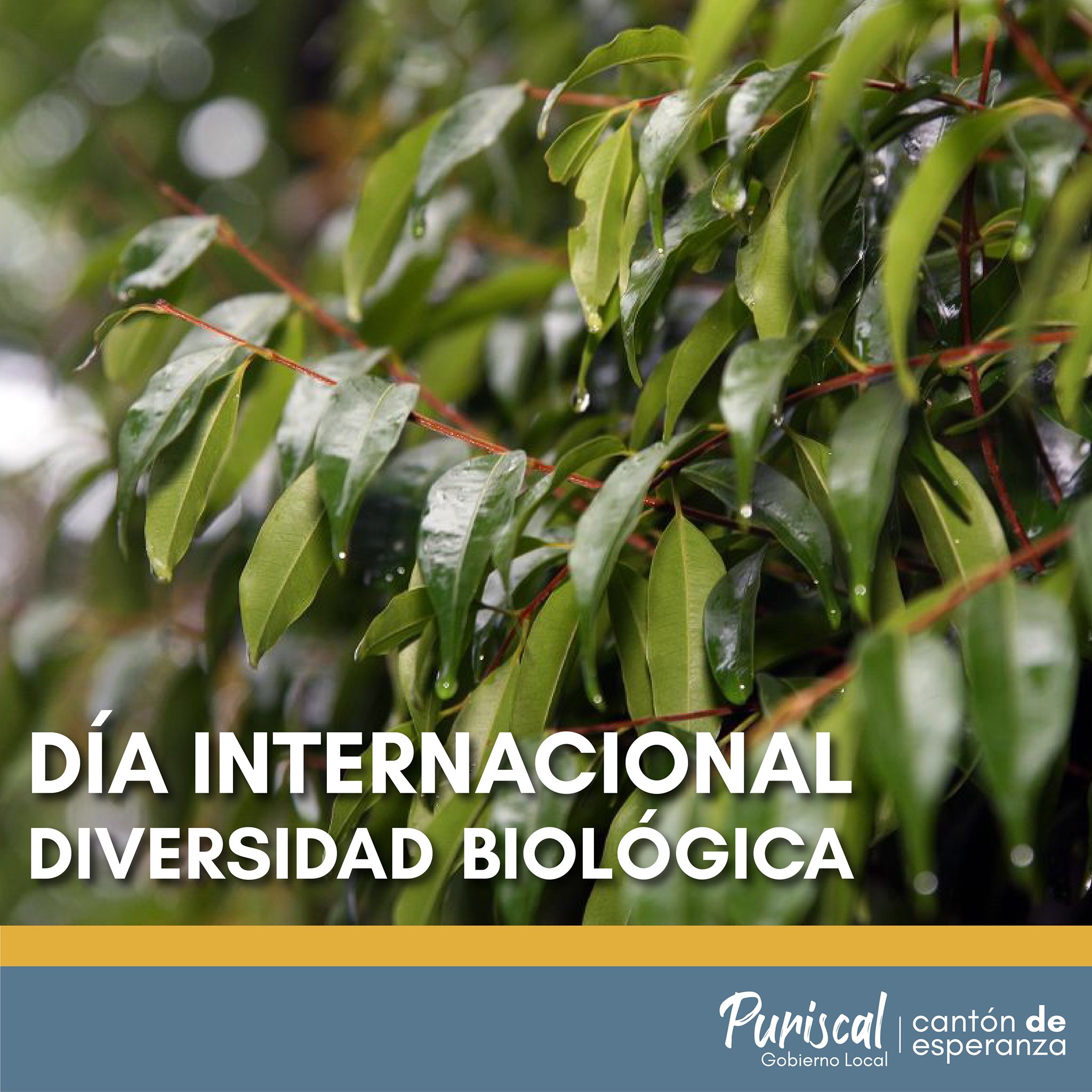Día Internacional de la... - Municipalidad de Puriscal | Facebook