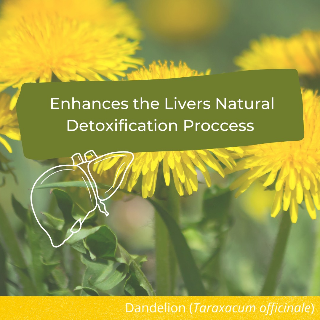 dandlion increase glutathione While dandelion has been traditionally used in various cultures for its supposed health benefits, including liver support, contemporary research offers 'mixed results' #Dandelion #Health #SamanthaRuthPrabhu Reported by: Himani Chandna https://www Neurobion Extra Forte B12 newbeauty260703 size:10mg*10vials