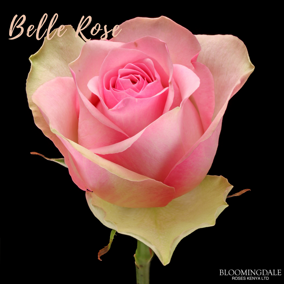 Our signature Belle Rose. Glowing in... - Bloomingdale Roses