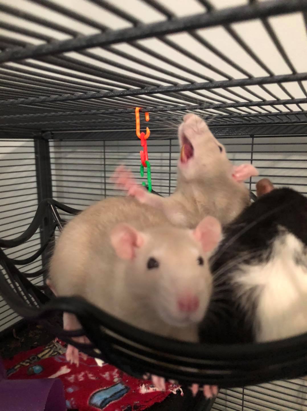 Rosie’s Rescue Rats