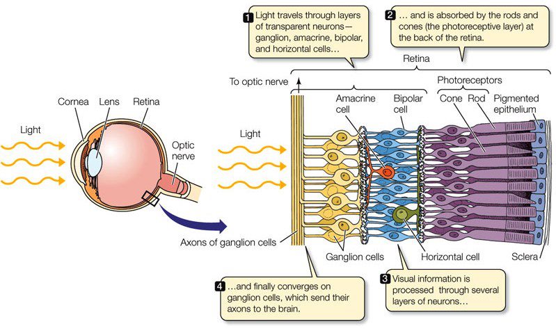 Optic Point