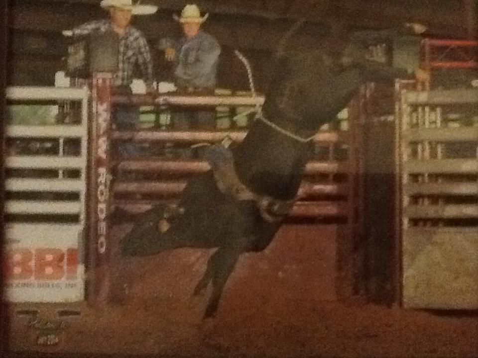 Wolfe Rodeo & Cattle | Kirbyville TX