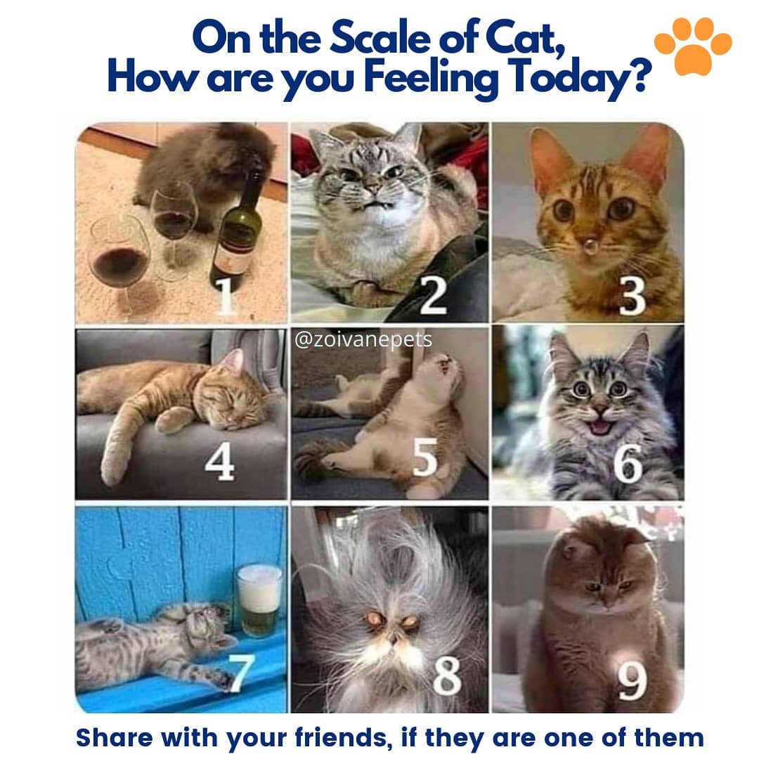Zoivane Pets Cats Are Amazing Pets For Plenty Of Reasons But Most Importantly Because They Have An Expression For Every Mood Leave A Comment On How You Are Feeling Today