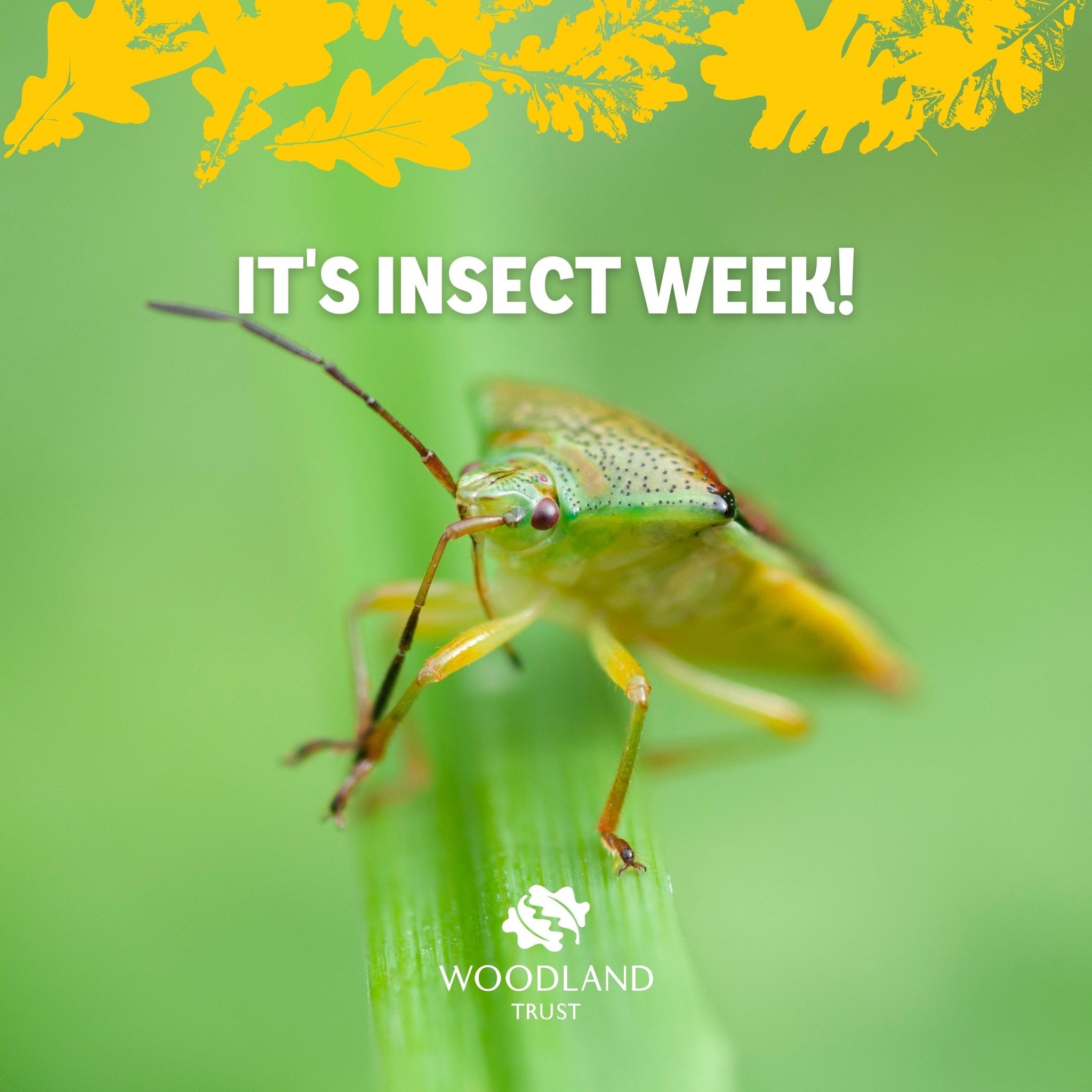 Today marks the beginning of Insect... - The Woodland Trust | Facebook