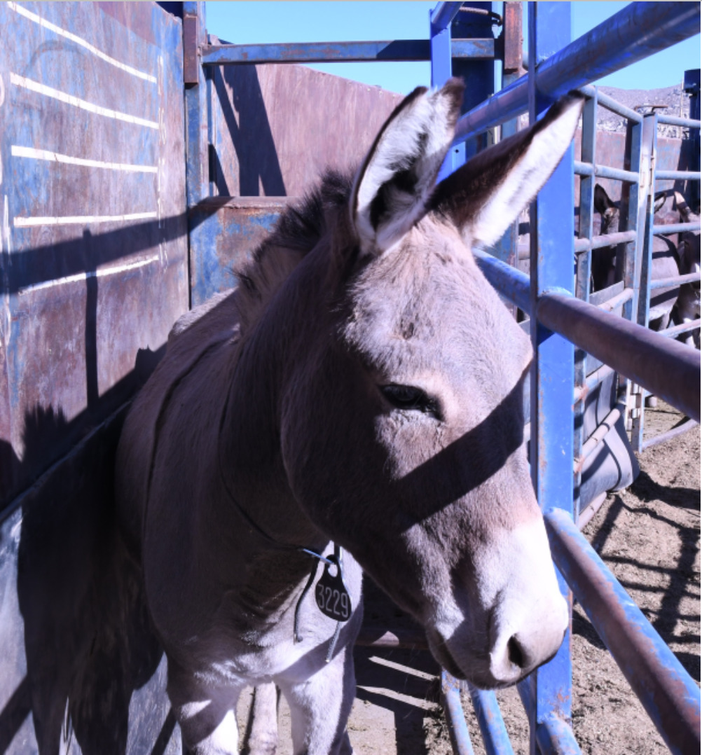 We have 2 Burros, I believe... - Flying Flower Ranch, LLC | Facebook