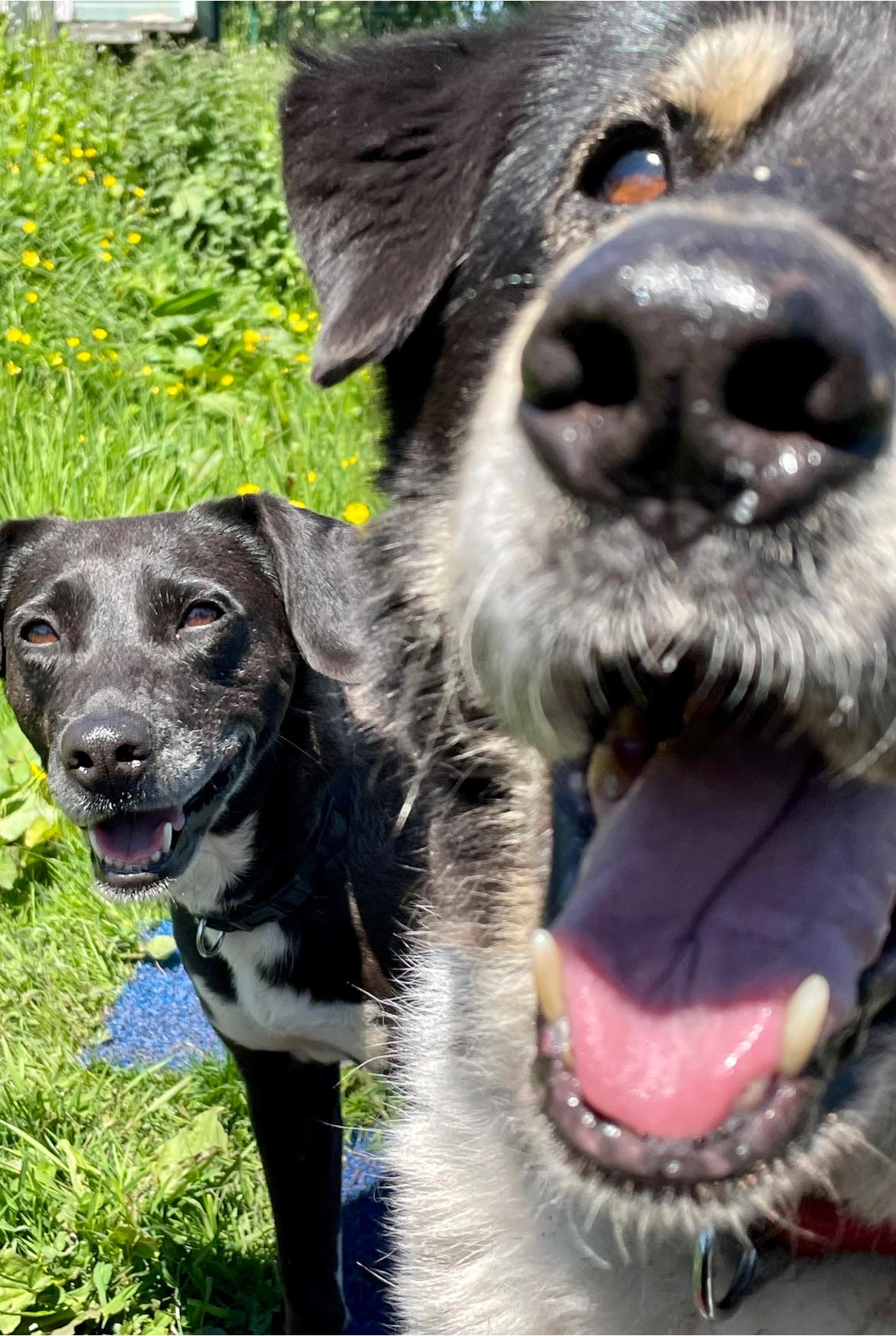 Dogs 4 Rescue - The anticipation for Stuart’s birthday...
