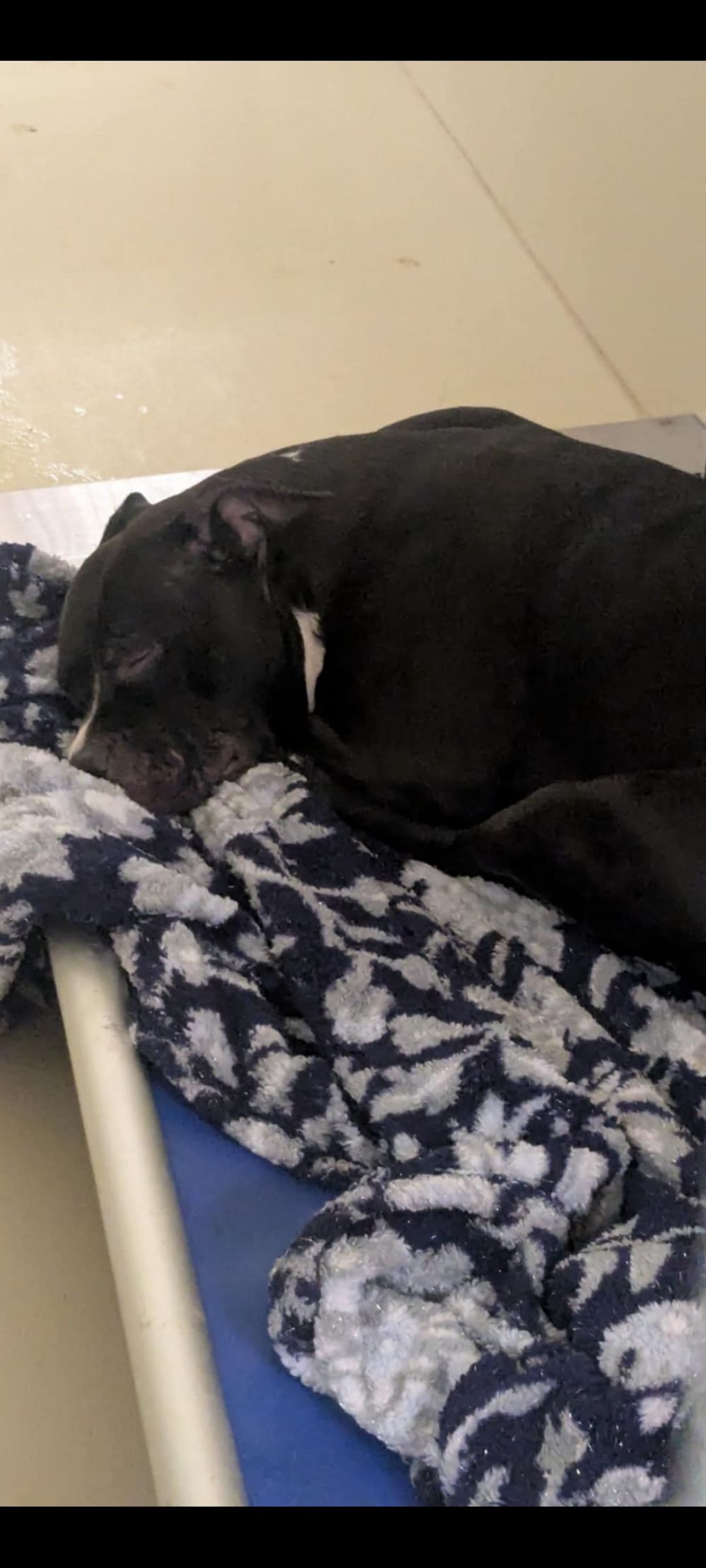 Please help save Philly shelter dog from euthanasia