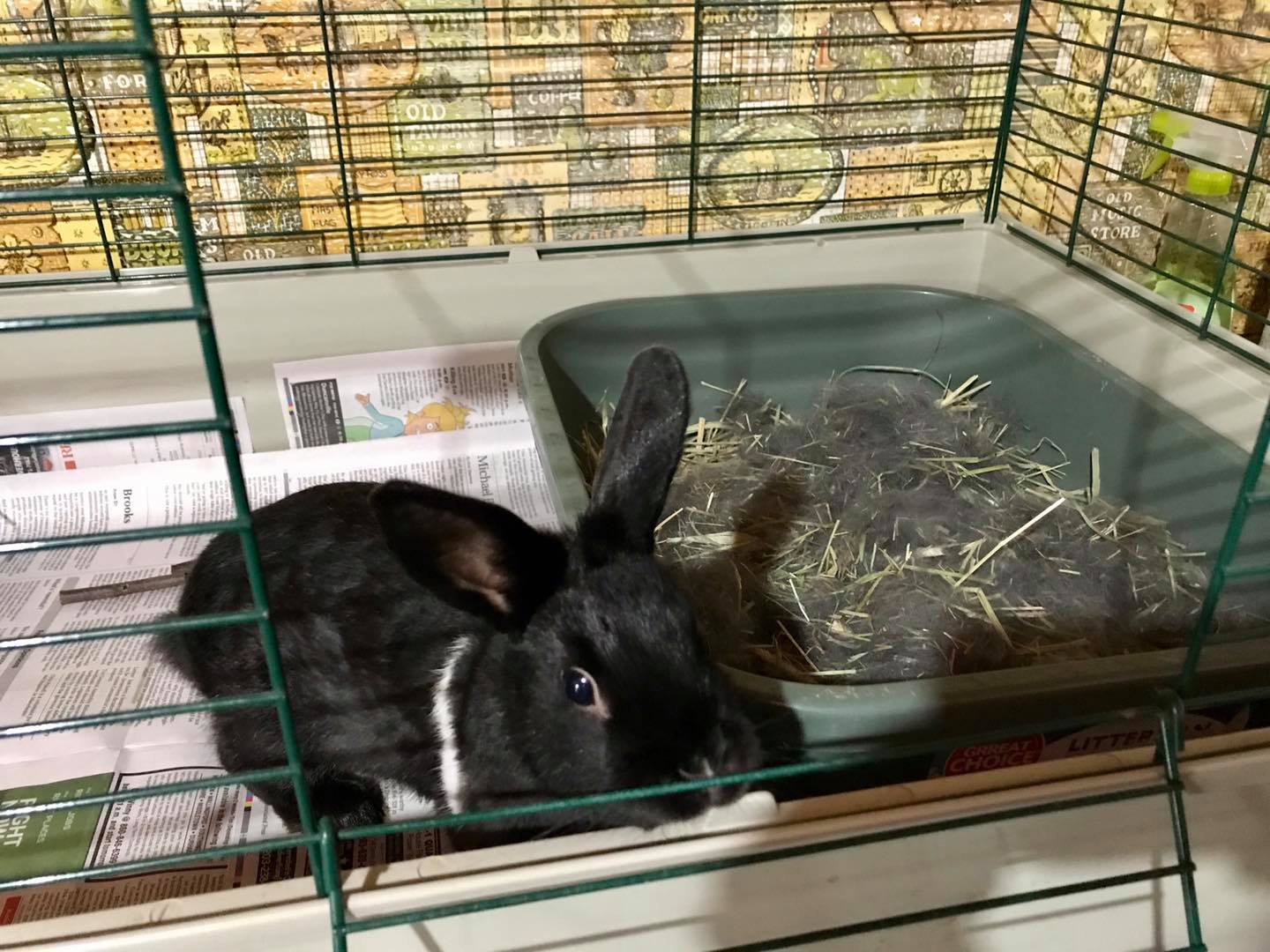 CottonTail Rabbit Rescue
