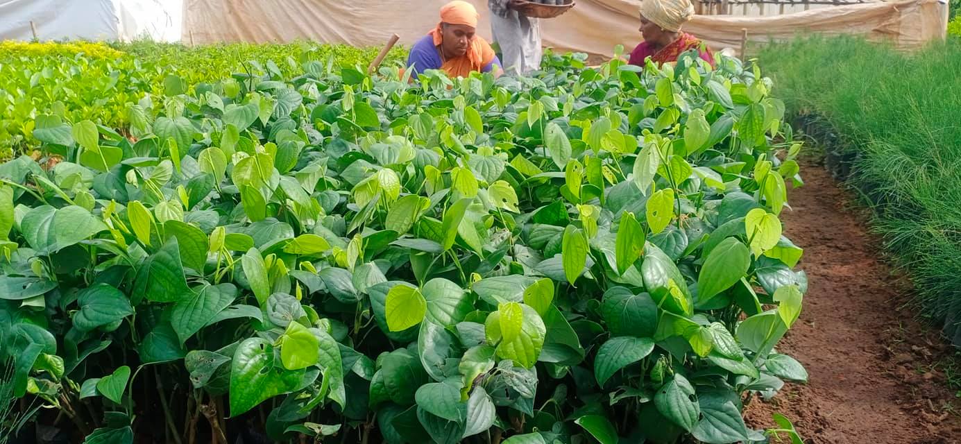 Ponmalar Nursery & Plants | Neyveli