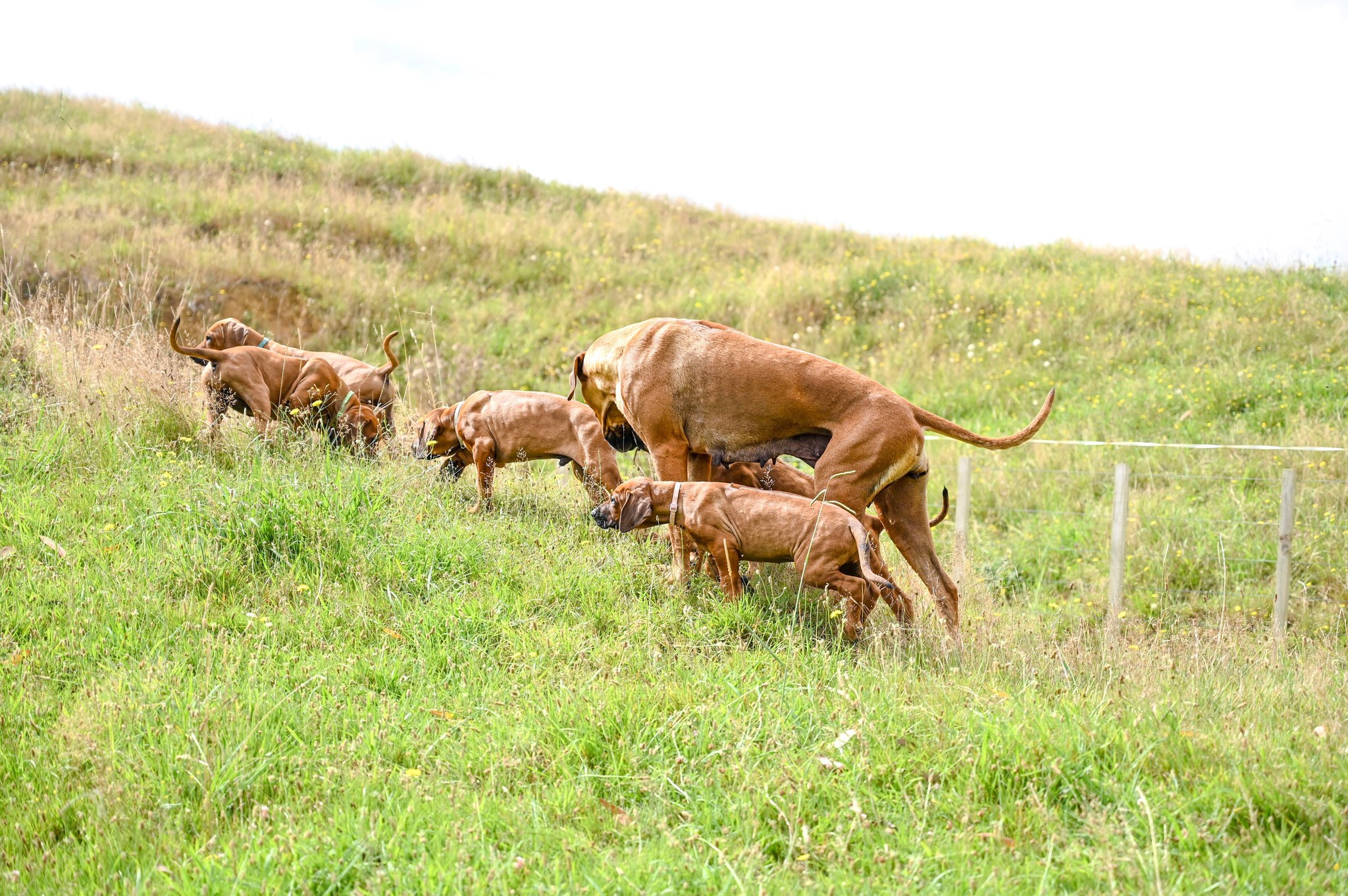 Oceansridge Rhodesian Ridgebacks