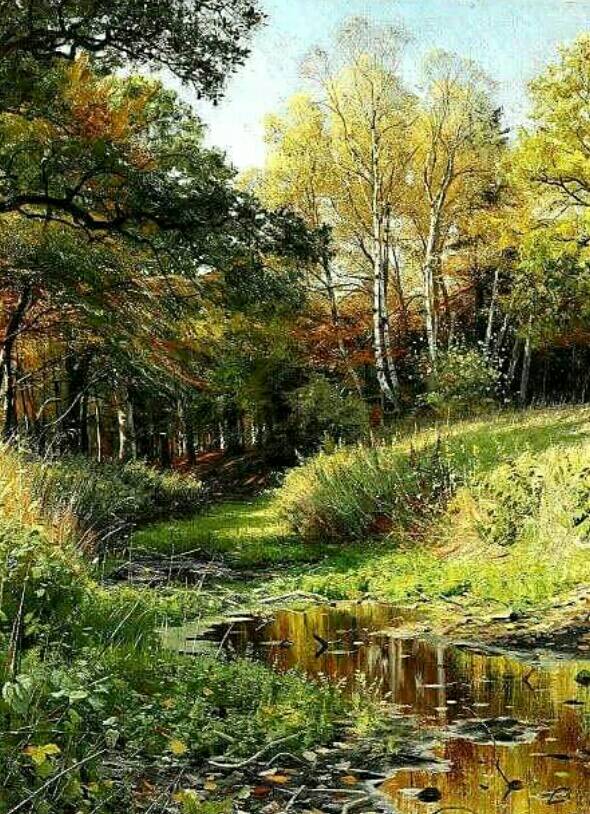 A forest stream 