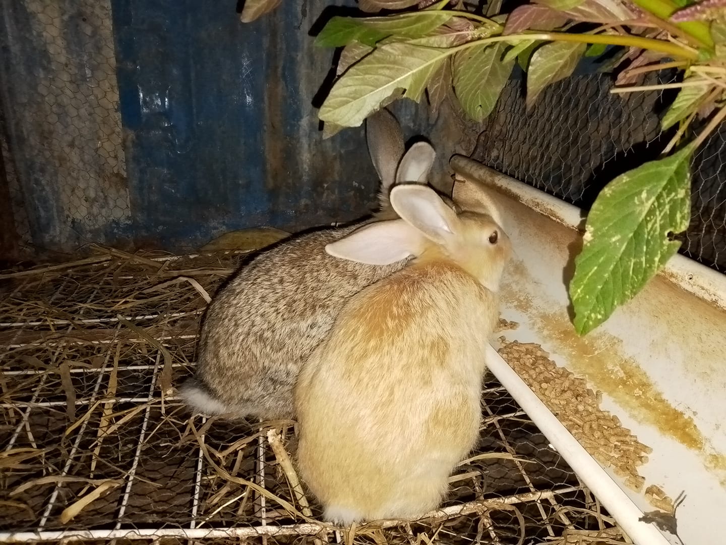 Zimbabwe Rabbits