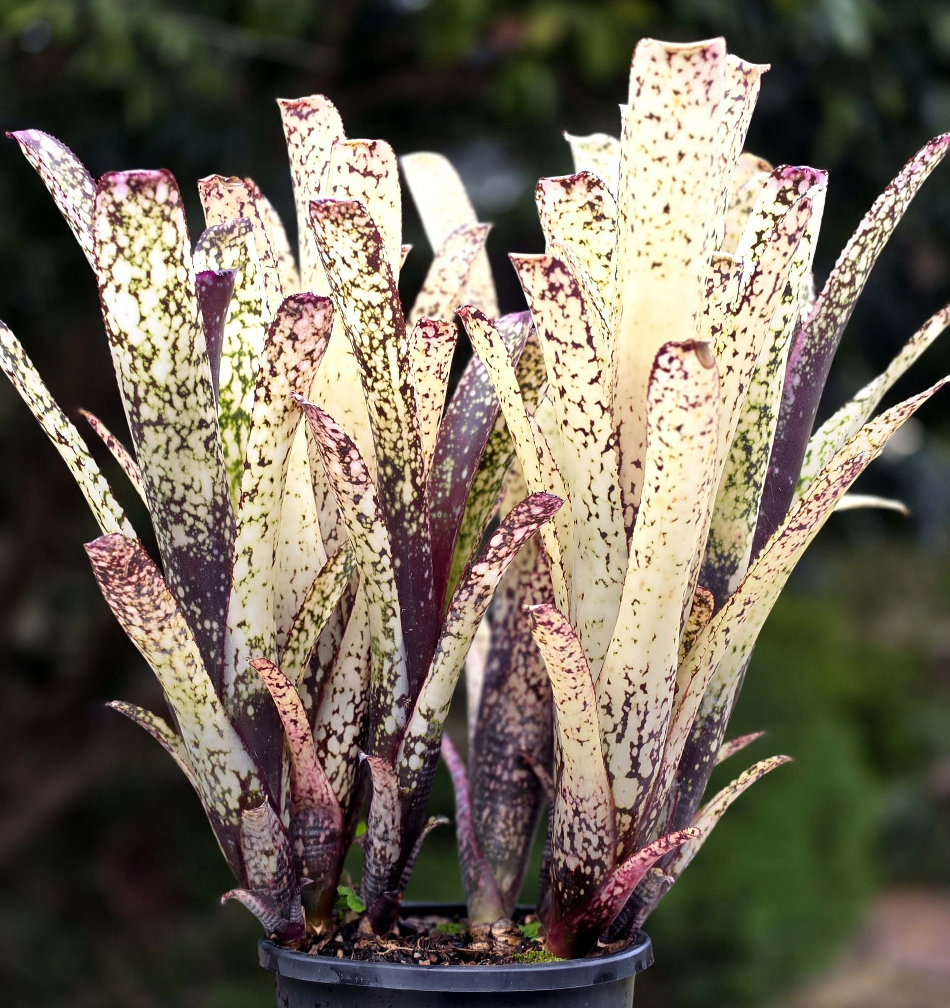 Billbergia 'Kolan Cosmic Starlight