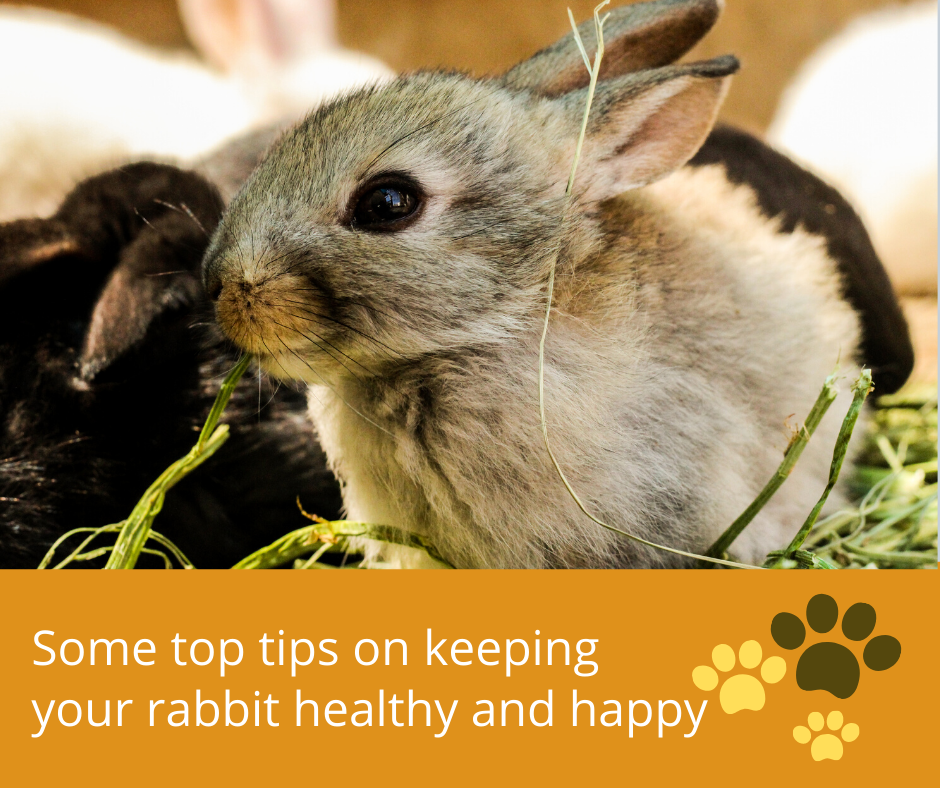 View of Top Tips on keeping your rabbit... - Bridge Veterinary Group