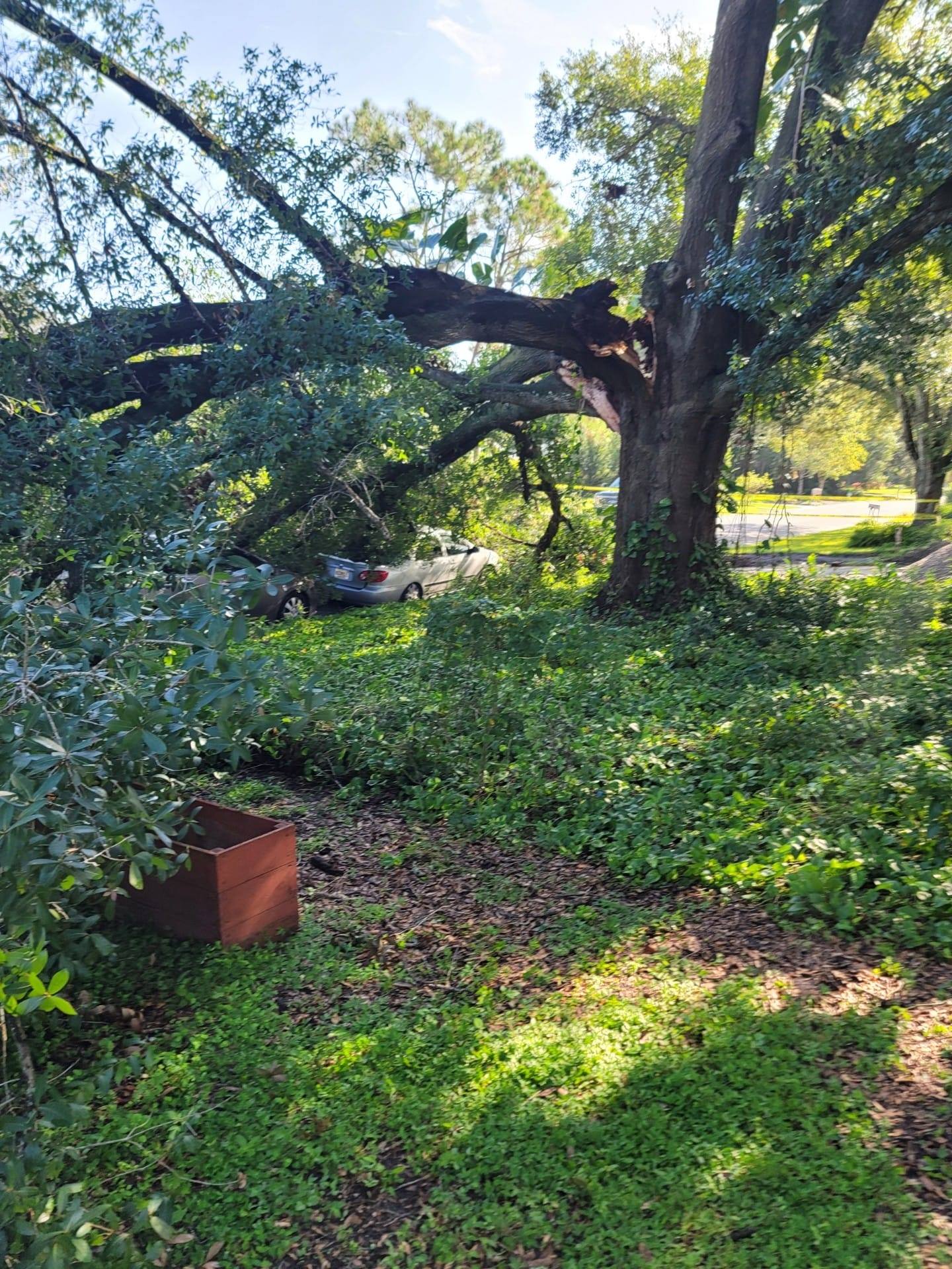 Wade's tree Service | Plant City FL