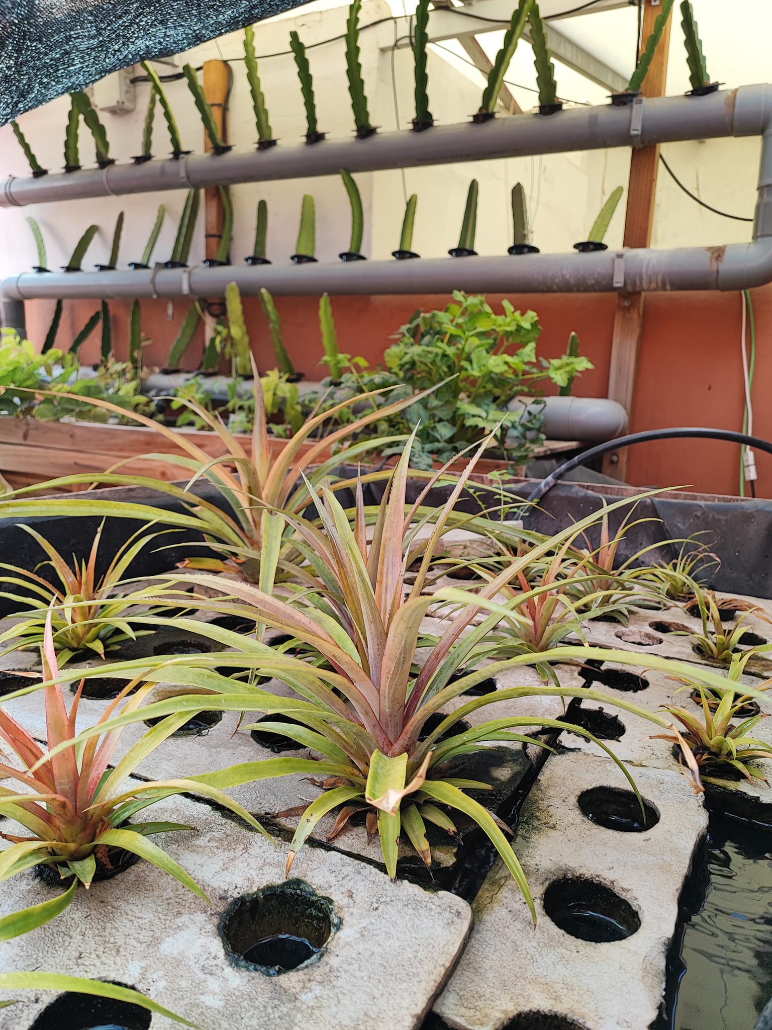 La plantación hidropónica,piña... - Hidroponia canaria