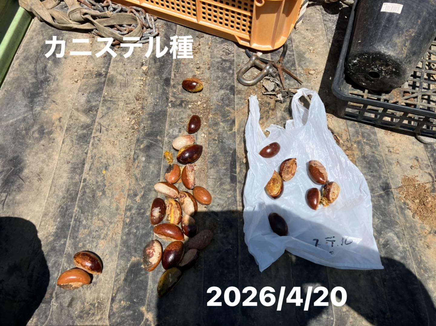 沖縄は28/25度で曇雨 カニステル2026/4/20に種蒔き 5/30日発芽 6/8日