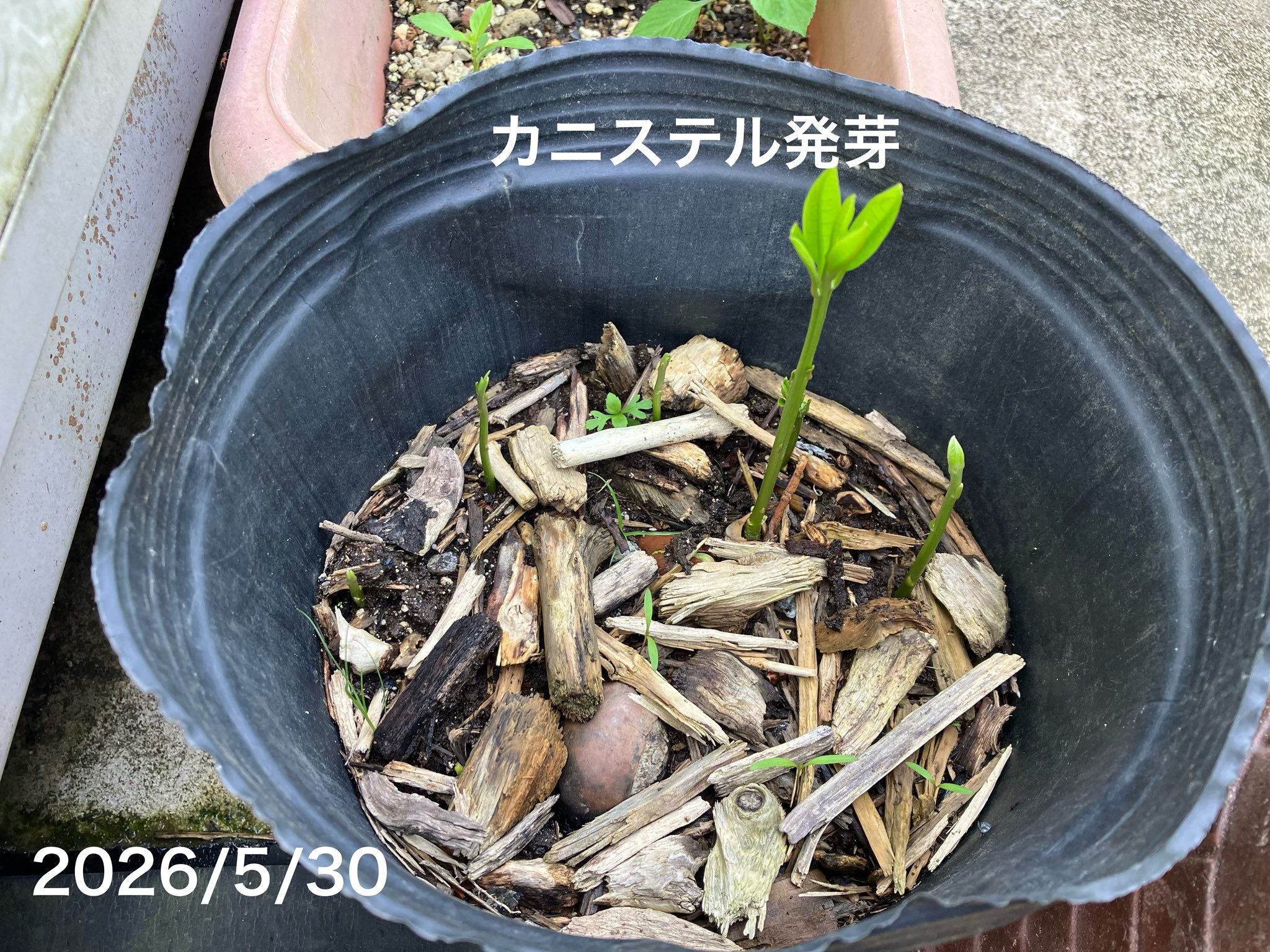 沖縄は28/25度で曇雨 カニステル2026/4/20に種蒔き 5/30日発芽 6/8日
