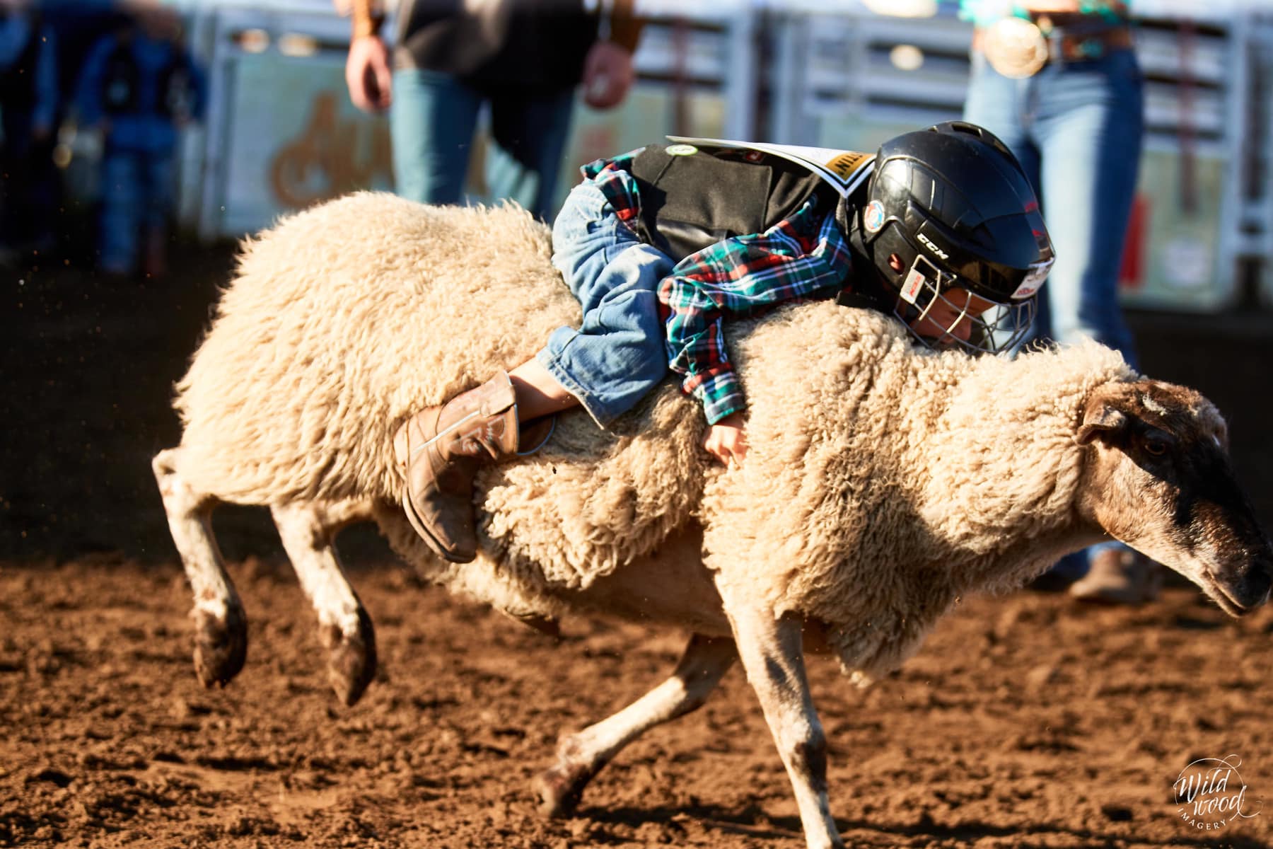 Did you know Mutton Bustin’... - Daines Ranch Pro Rodeo | Facebook