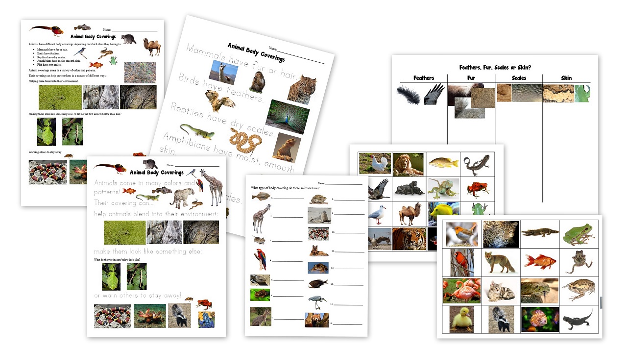 Animal Unit: Vertebrate-Invertebrate... - The Homeschool Den