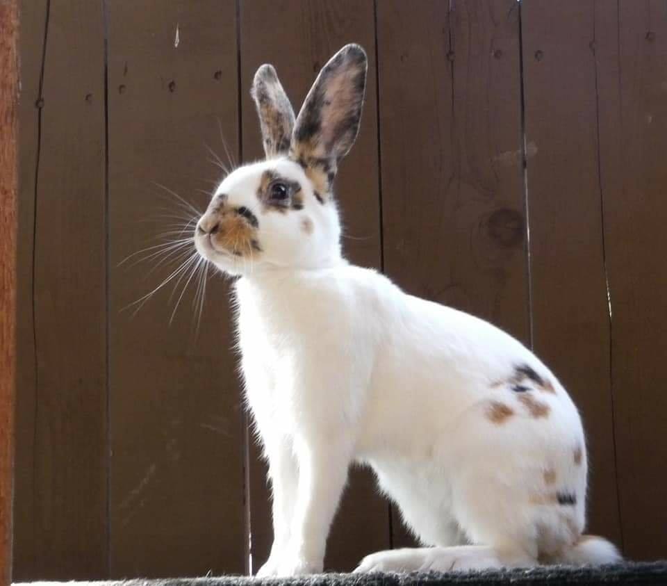 Sai rabbit farming | Puri