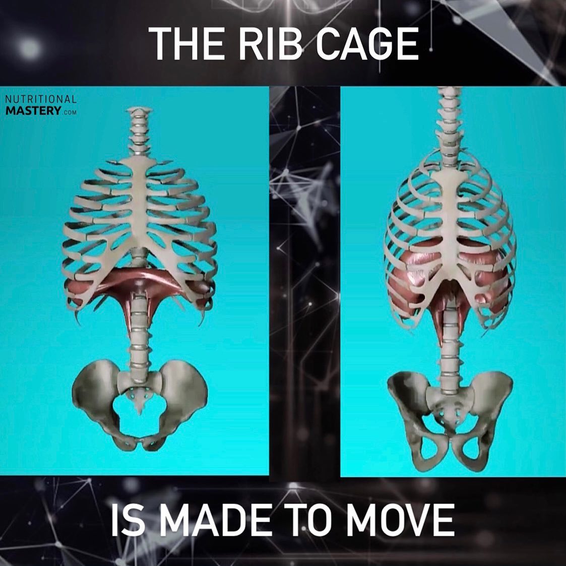 THE RIBS: a rigid steel cage or a... - Nutritional Mastery