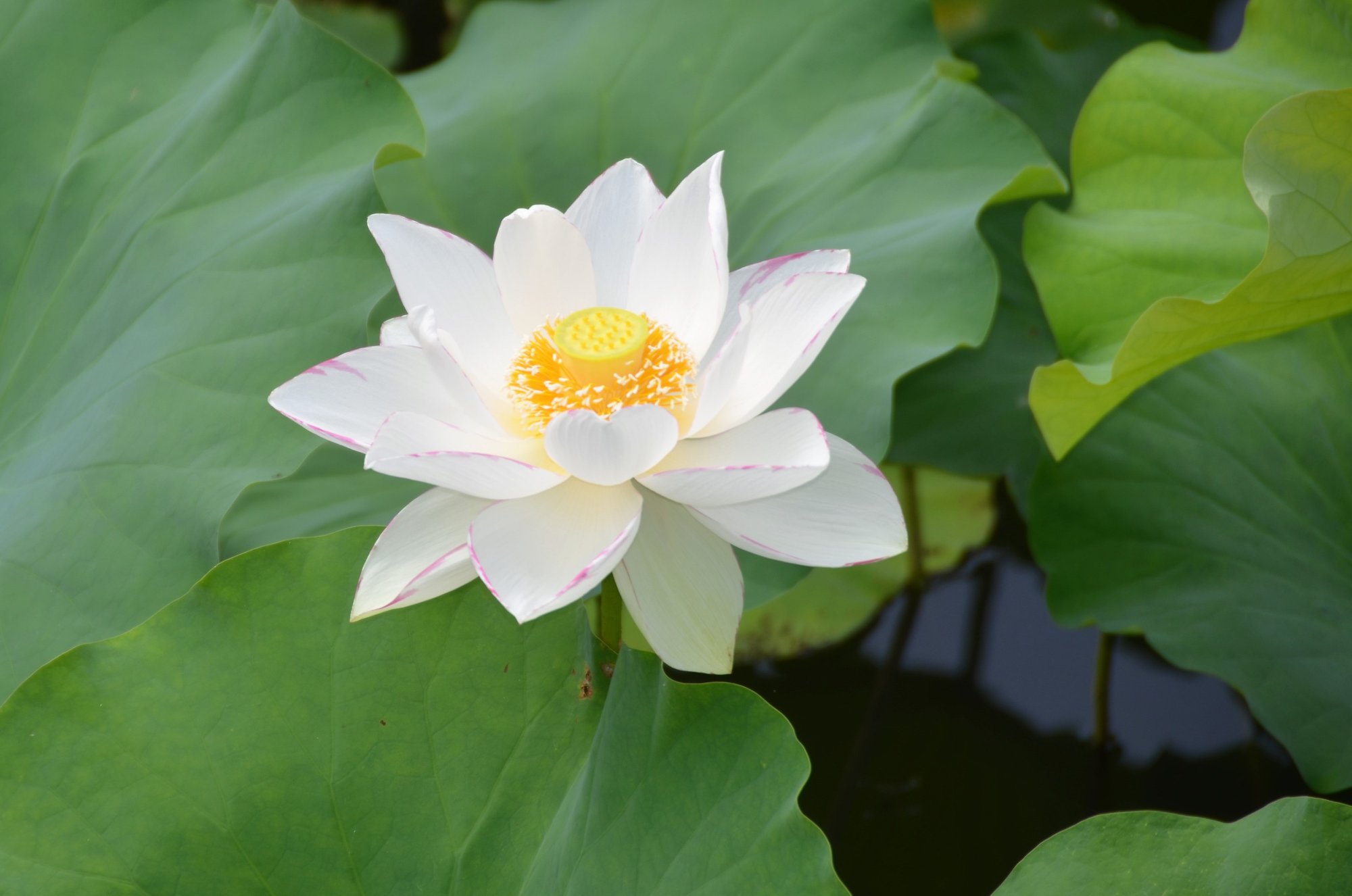 ↓Scroll down for English version↓ 【蓮の花 見ごろ】2020.6.29 花