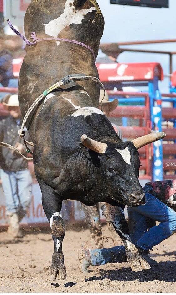 Bucking Stock News - 35 Spotted Demon of Julio Moreno/Schott is one of ...