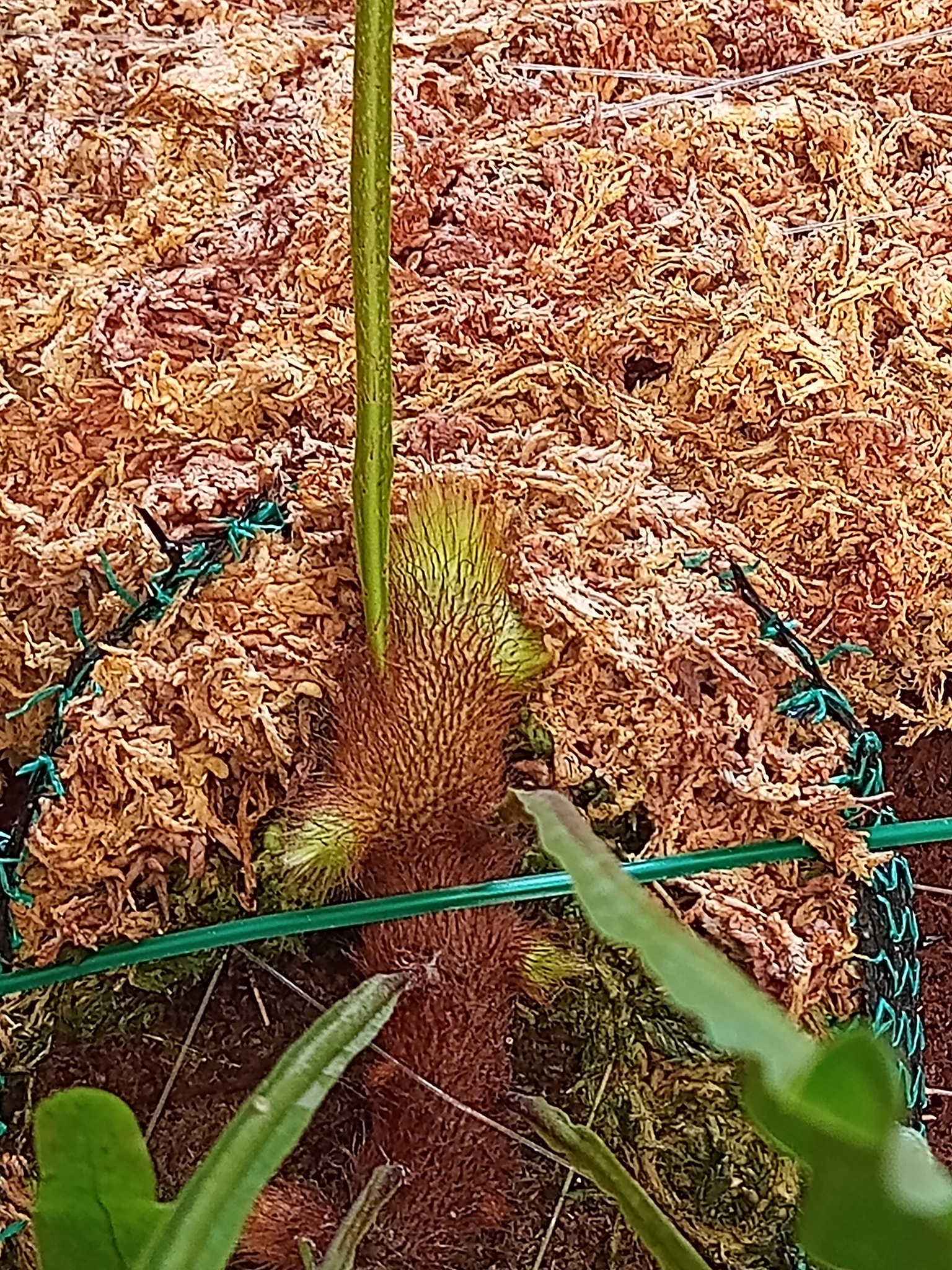P. Ginka (FSQ spores) #platyceriumginka #cnxexoticfern
