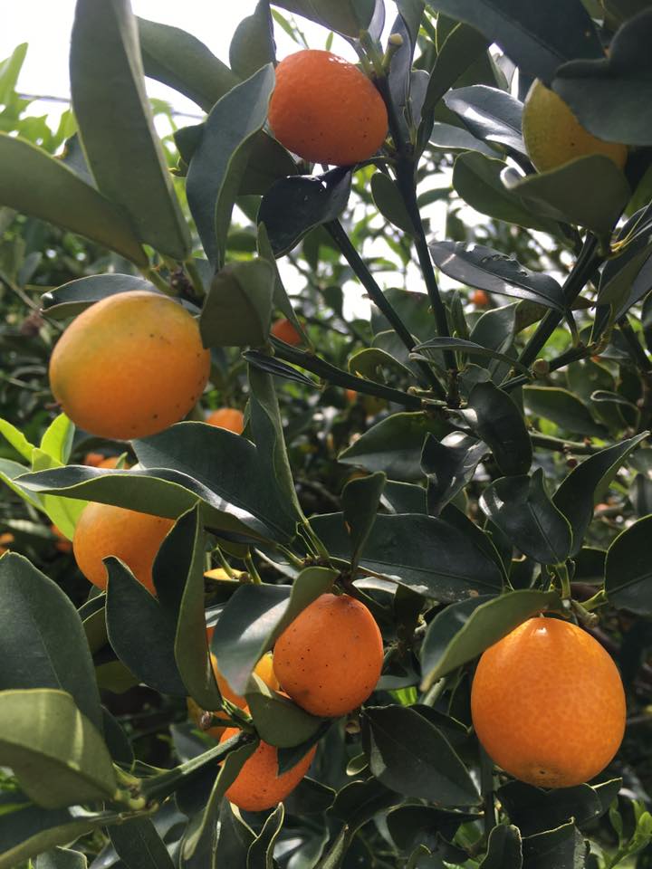 Kinkan citrus fruits in Japan