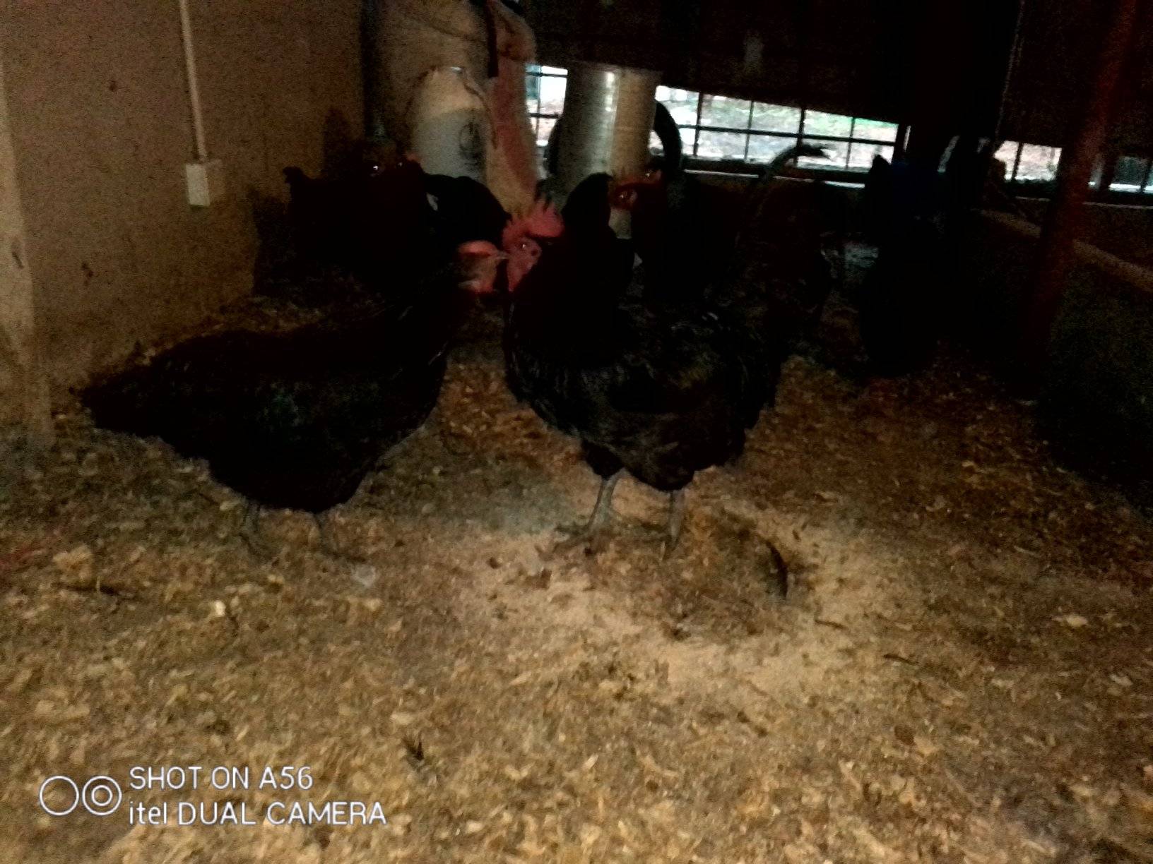 Zigy's Chickens Free Range | Harare