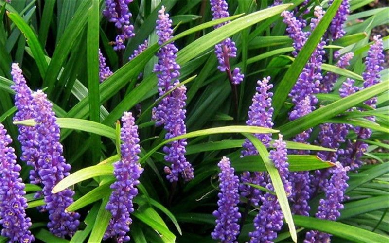 Springvale Garden Centre - LIRIOPE MAJESTIC Liriope muscari An ...