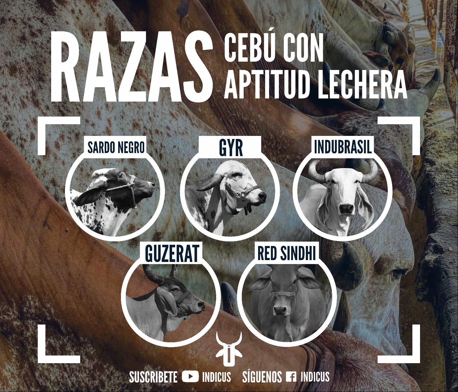 Indicus - Conoce más datos acerca de las razas #Cebu con...