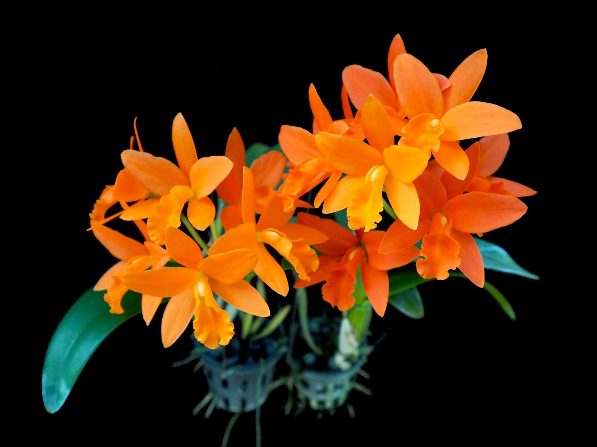 Rth. Young Min Orange 'Golden satisfaction' x B. nodosa 4N