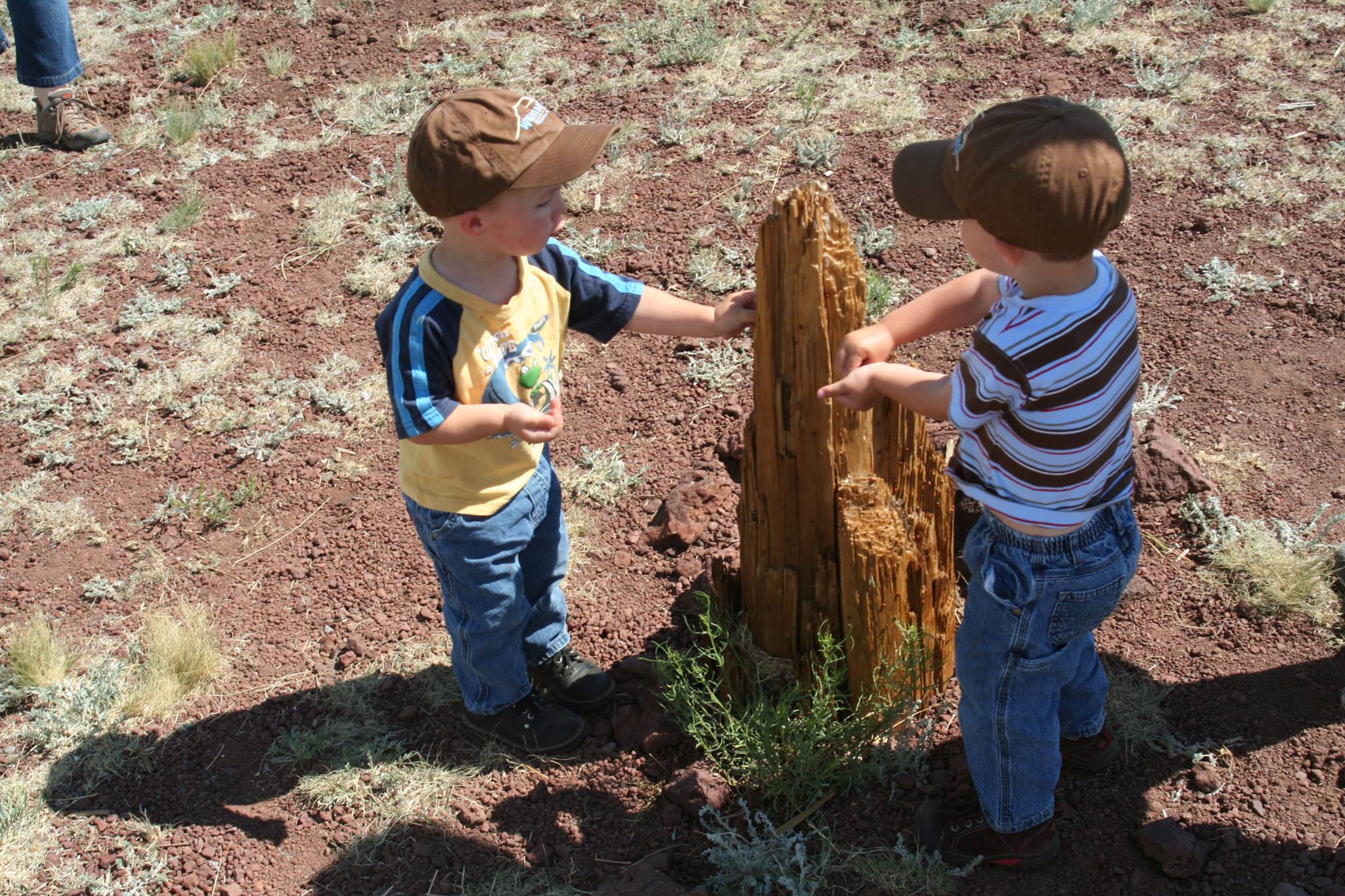 Whiting Homestead | Springerville AZ
