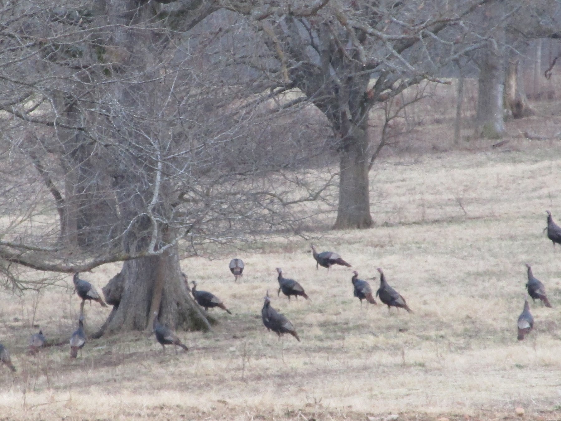 Wild turkey population declining nationwide