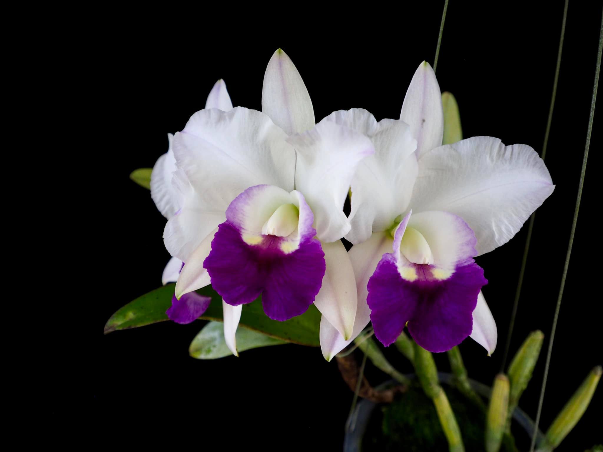 This is C. Llory Ann 'Paradise' (C. Memoria Robert Strait x C