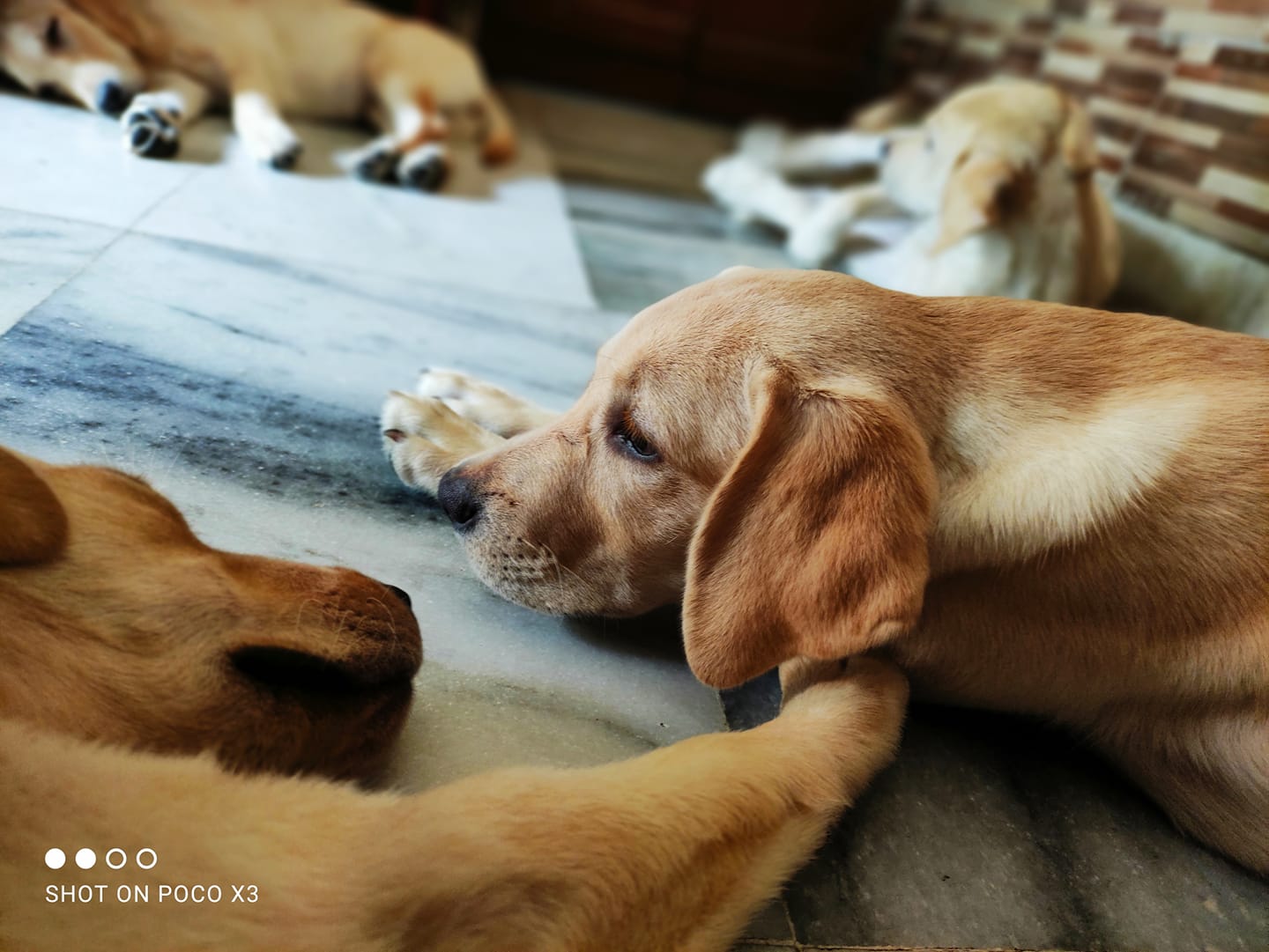 Pureline Kennel | Jalandhar