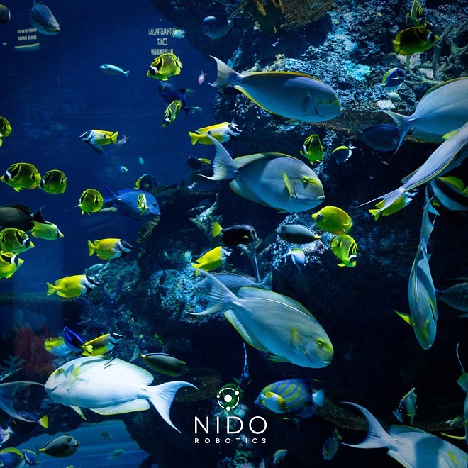 Nido Robotics LATAM
