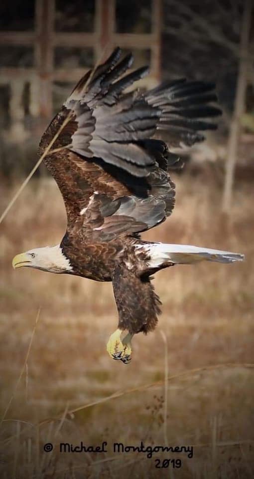 Here are some... - Raptor Rehabilitation of Kentucky Inc | Facebook