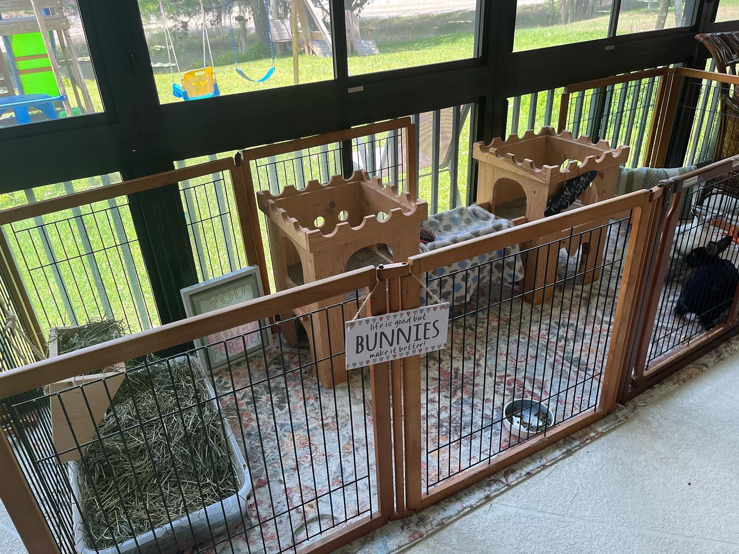 The rescue bunny... - Southwest Florida House Rabbit Rescue