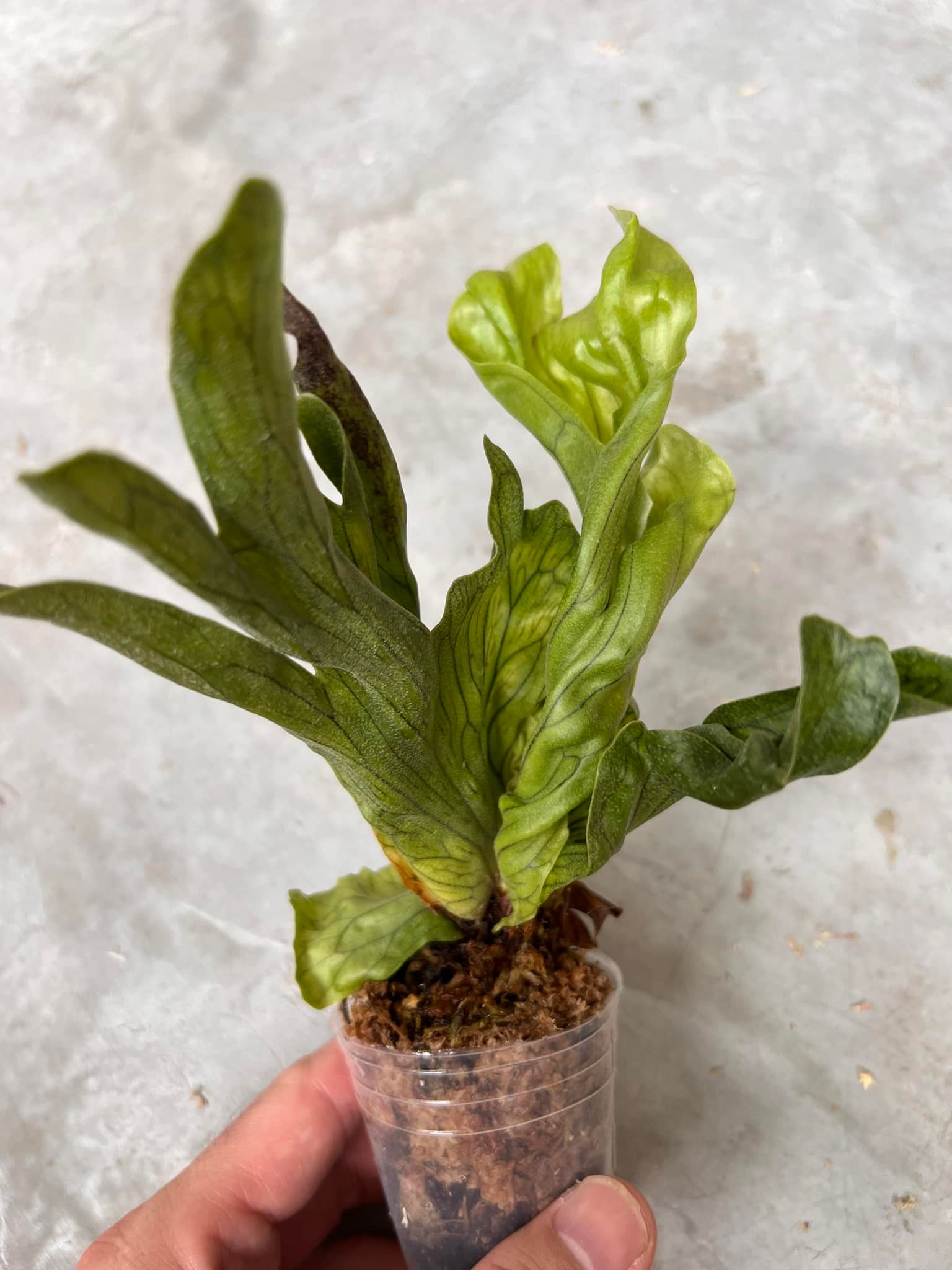 Current favourite in the greenhouse Platycerium Wandae Dwarf