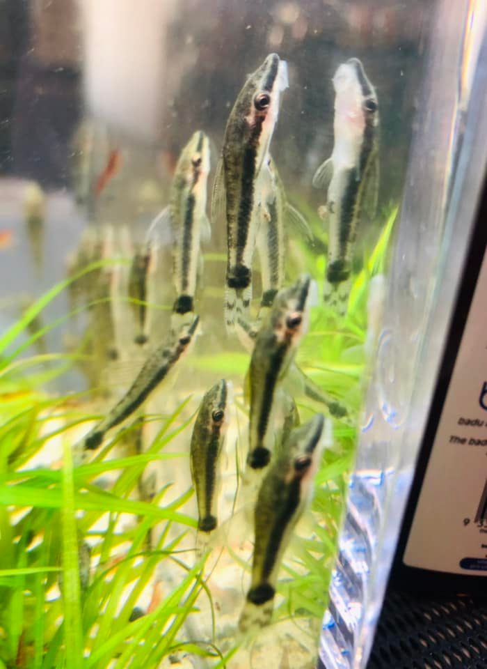 Aztec Aquarium - New arrivals this morning @ Aztec... | Facebook